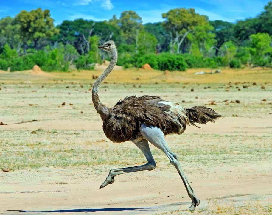 阿尔萨斯肉丸 的想法: 【主龙类演化支简明谱系图】