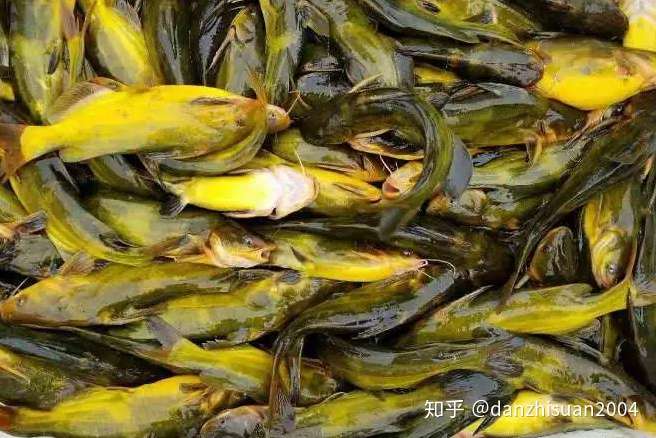 腹水病是黄颡鱼养殖中主要的细菌性疾病 死亡率高如何防范 知乎