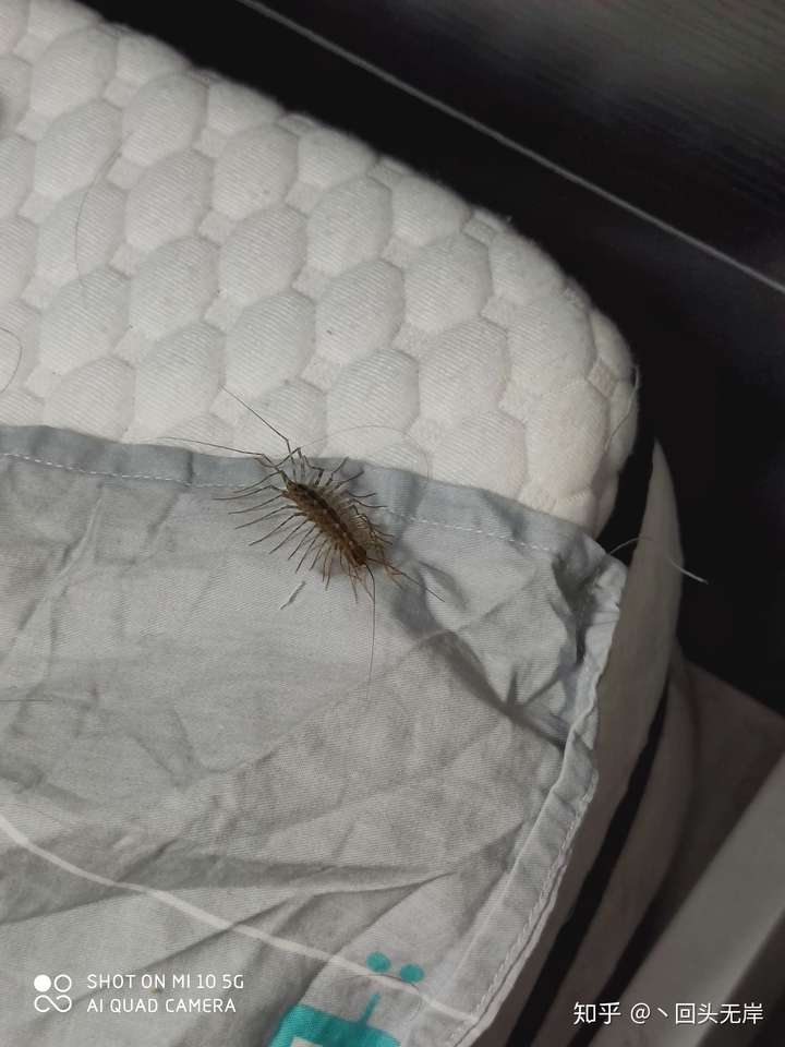 宿舍里有蚰蜒没打死会对人有害吗