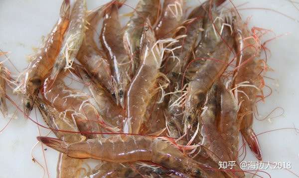 各种虾的种类大全 喜欢虾的吃货们 你认识的有几种 知乎