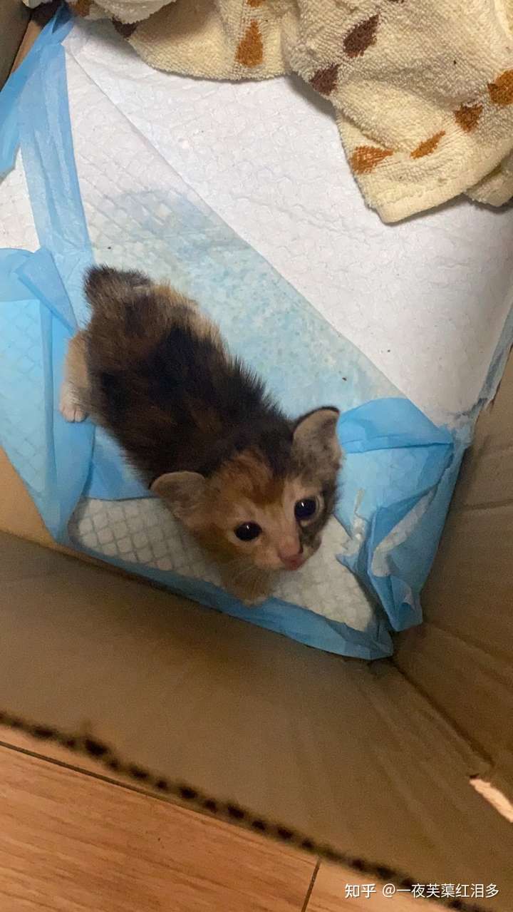 如何判定一只猫是三花还是玳瑁?