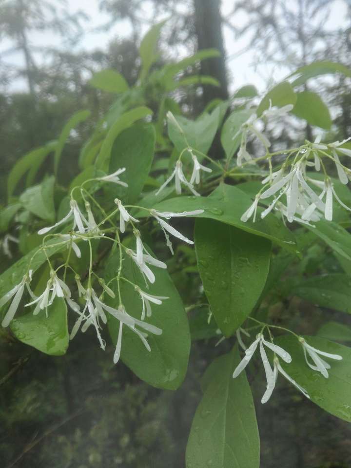 有大神认识这是什么植物么?