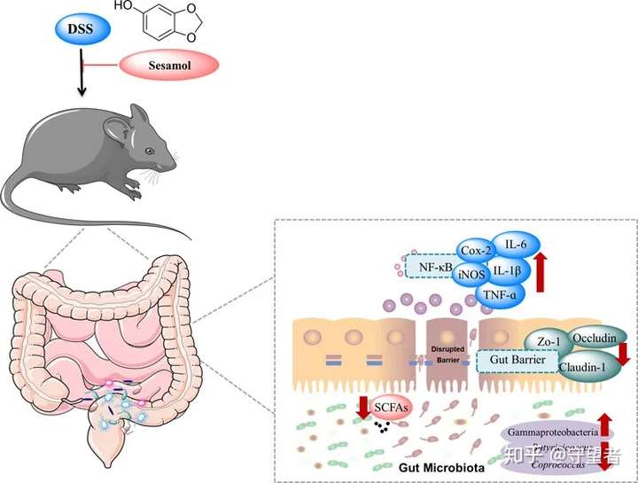 jafc芝麻酚对dss引起的结肠炎缓解作用及其作用机制