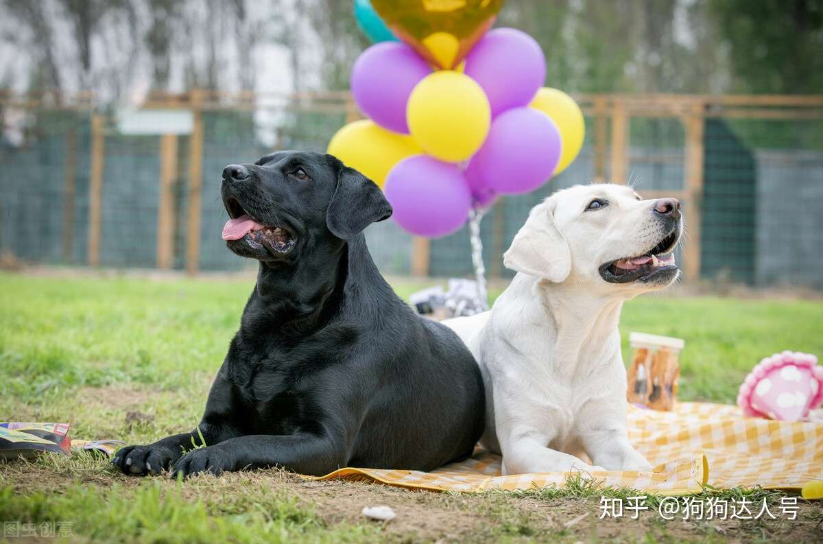 辟谣 不少大型犬比小型犬还温顺 知乎