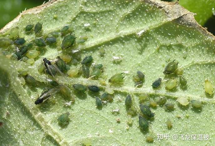 蚜虫怎么杀死 教你六招无公害防治方法 知乎