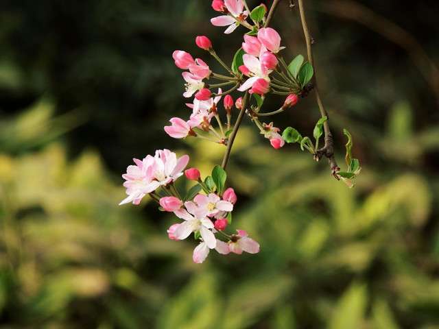 19种海棠就有19种风格 每一种都美到了极致 知乎