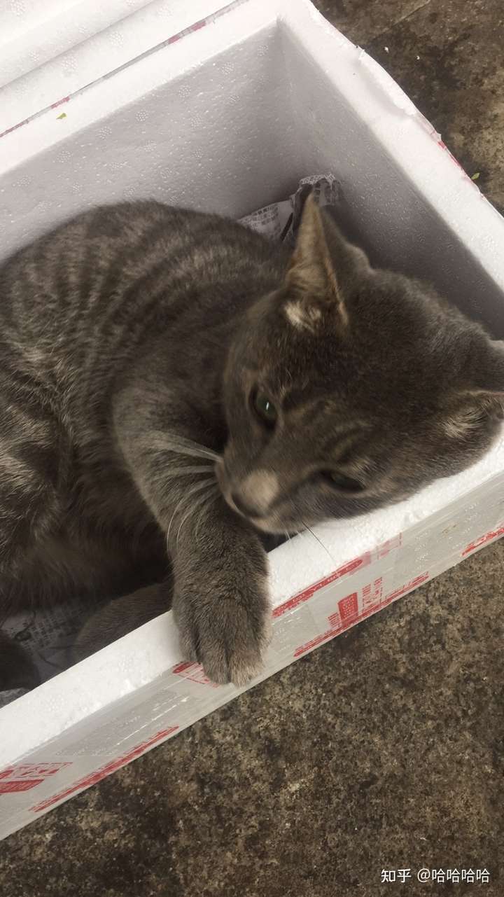 灰色狸花猫罕见吗 菠萝蜜 中国新闻评论门户网站