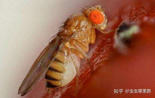 虫虫哪里跑 厨房常见的小飞蝇: 苍蝇:主要出现在垃圾桶附近,以各种