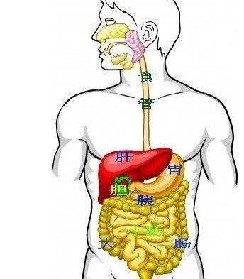 胆囊人体位置图图片
