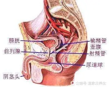 大家都知道,男根为宗筋,肝主筋,这个地方的长短是肝主管的