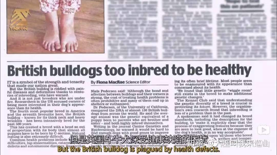 c纪录片 斗牛犬也许濒临灭绝 知乎