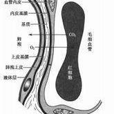 气血屏障结构图图片