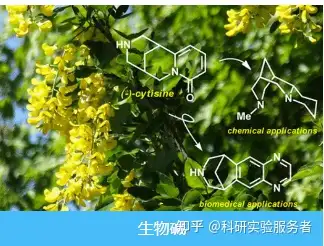 生物鹼類來源多樣性結構多樣性含氮小分子化合物麥克林阿拉丁科研試劑