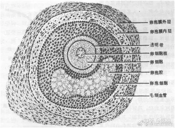 试管重中之重——卵子！披实专家全方面为您硬核科普- 知乎