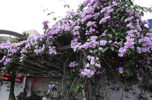 庭院种上这10种爬藤植物 开花时候美呆了 知乎