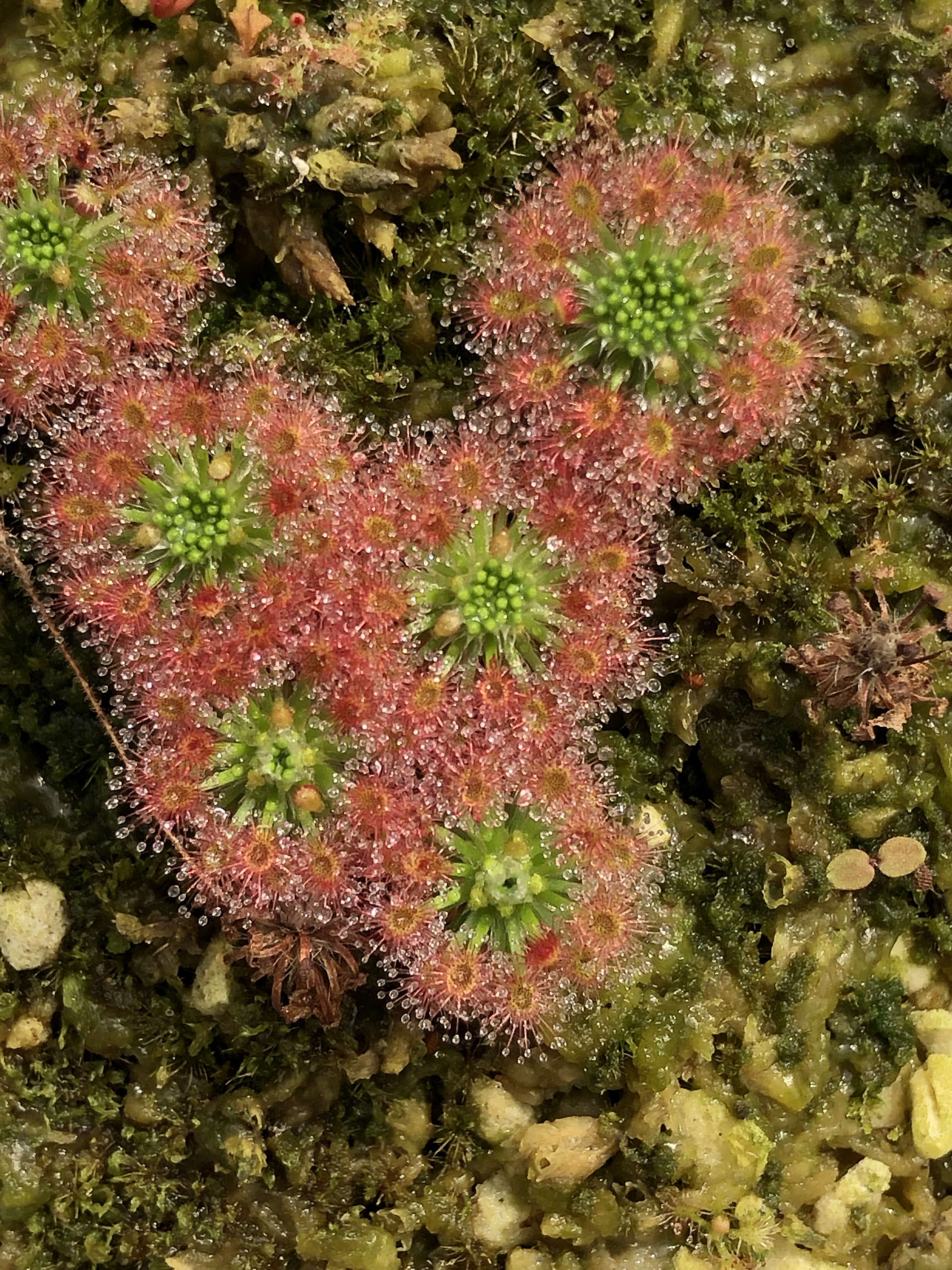 食虫植物园艺师 的想法: 各种不同品种的迷你茅膏菜 武汉萌植苑食