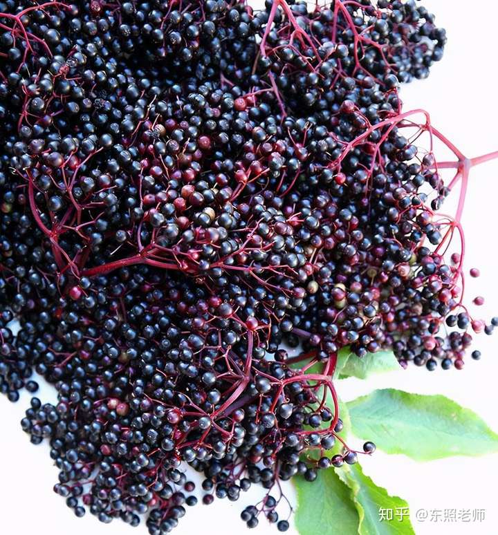 被希腊医药之父称为"药箱"的接骨木莓在针叶樱桃粉中有神作用?