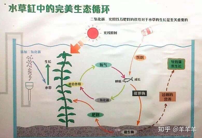 新手养水草缸入门攻略大全 知乎