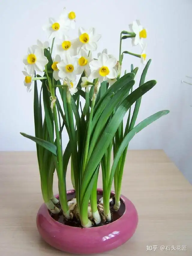 水仙 徒长 要制止 小心过年没花看 教你3个方法 超简单 知乎 水仙 徒长 要制止 小心过年没花看 教你3个方法 超简单 知乎