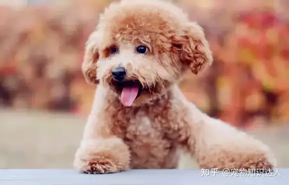 泰迪犬常见的 死因 有些才几个月 就撑不住了 知乎