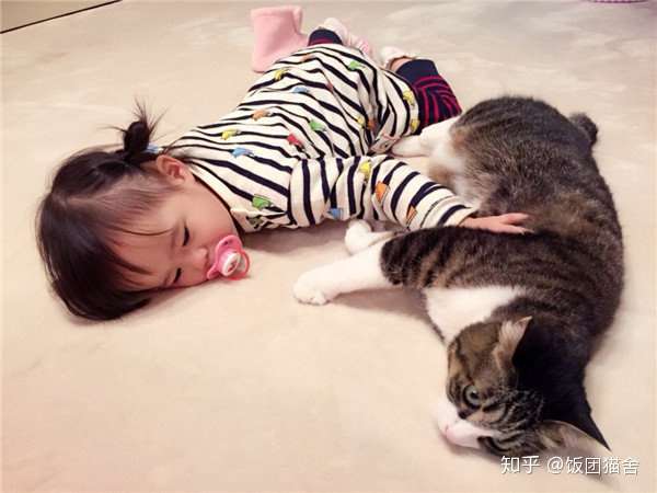 关于：猫咪知道疗愈人类心灵的秘密（动物疗法） - 知乎