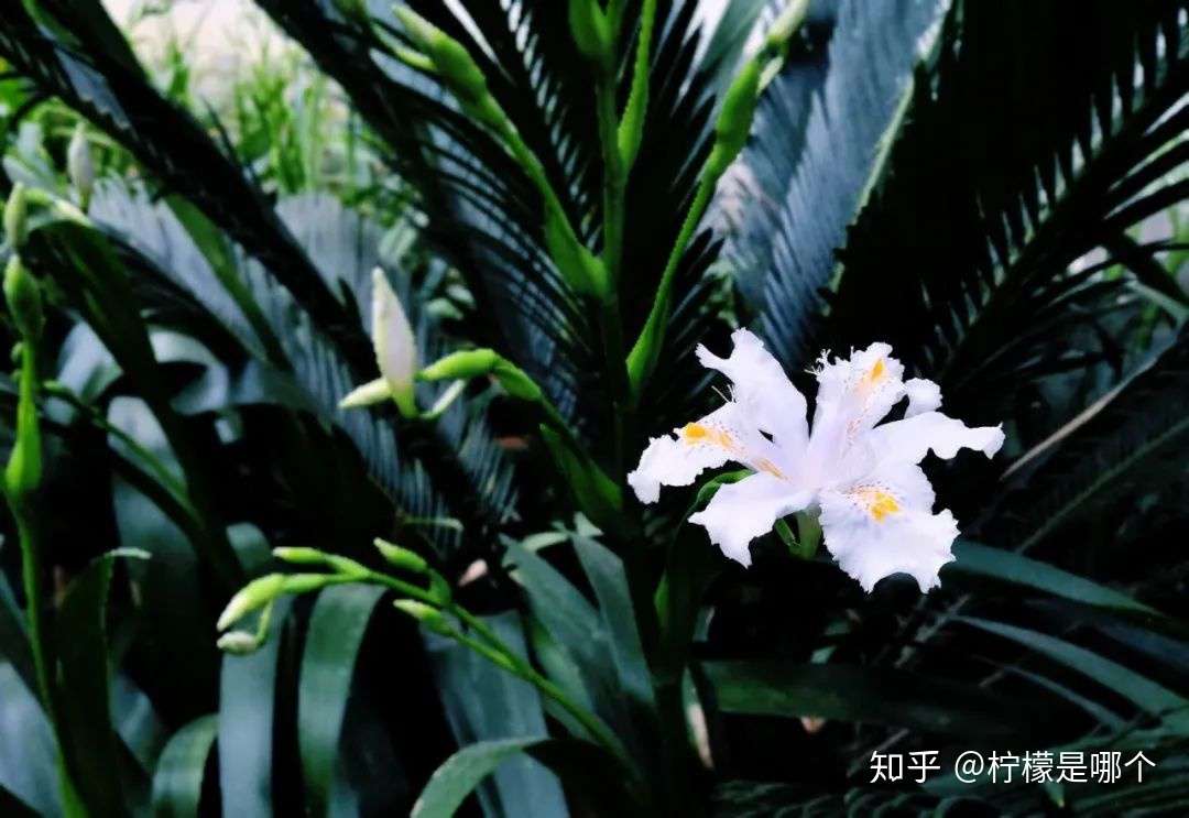 一期一会 生活这么苦 要如何过好我们的一生 知乎