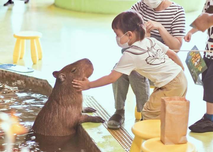 养水豚是一种什么体验