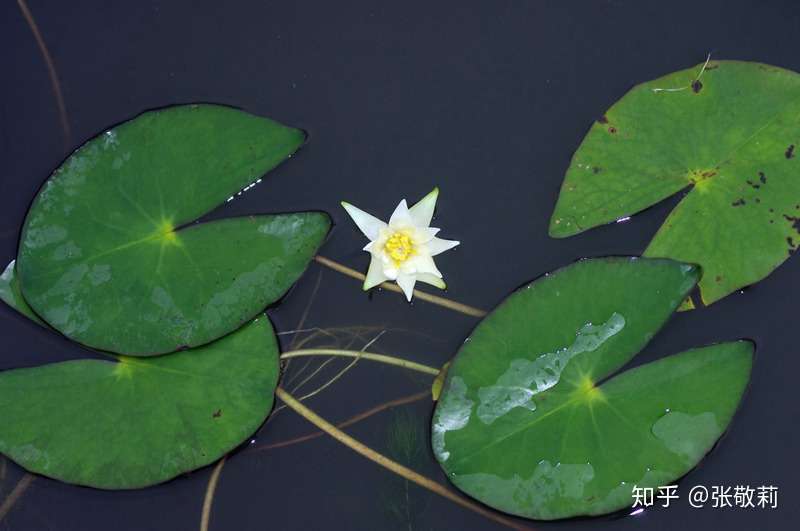 生态客 分科识花图鉴 1 睡莲科 知乎