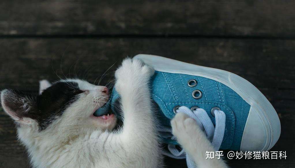 猫咪思念主人的6种行为 第3个常常被宠主误解 知乎