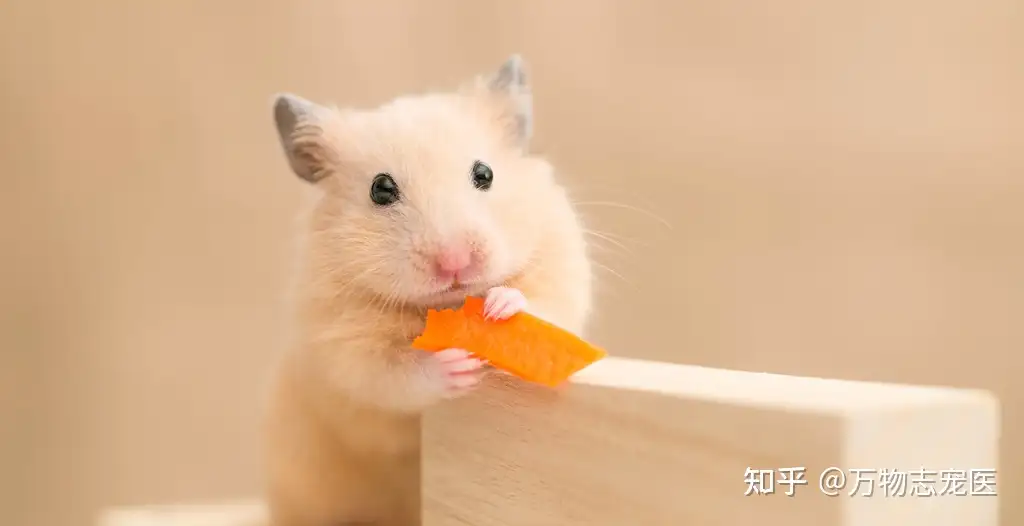 养宠须知 仓鼠食物的优劣选择 知乎