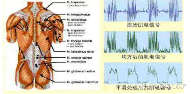 肌肉骨骼康复学 知乎