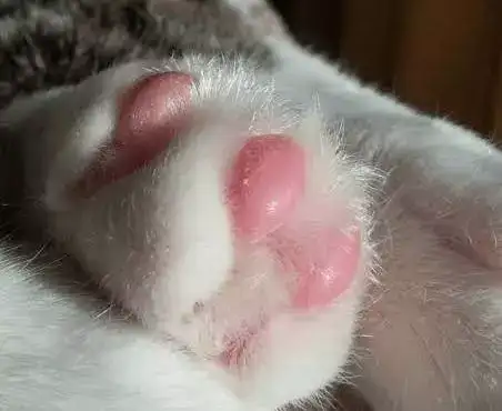 猫咪爪垫干燥开裂 应该选择什么 护爪霜 最合适 知乎 猫咪爪垫干燥开裂 应该选择什么 护爪霜 最合适 知乎