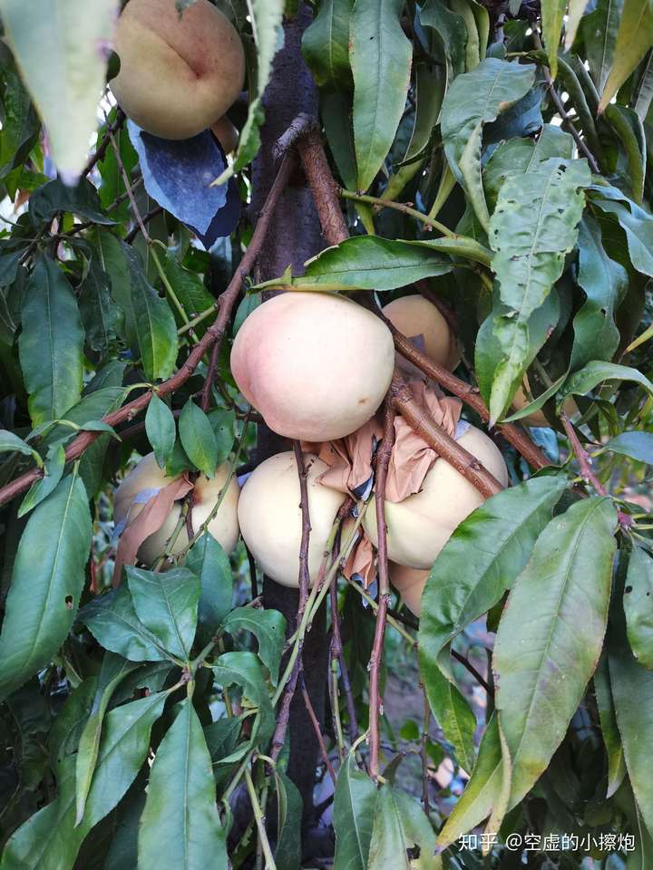 山东临沂红叶冬桃11月开园欢迎采摘订购脆甜