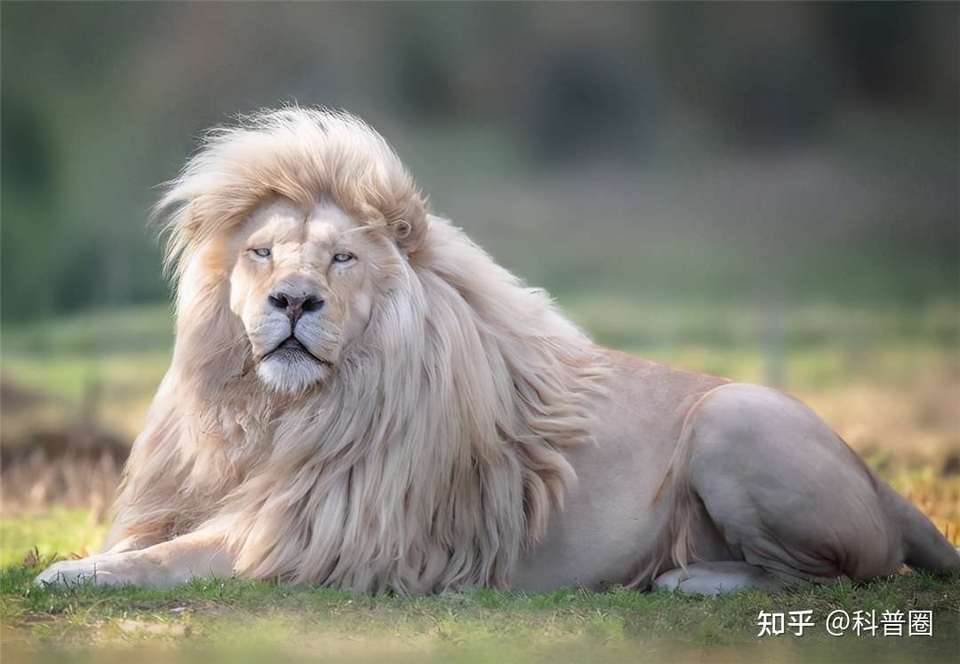 这些罕见稀有的动物 美到让人忘记呼吸 你见过吗 知乎