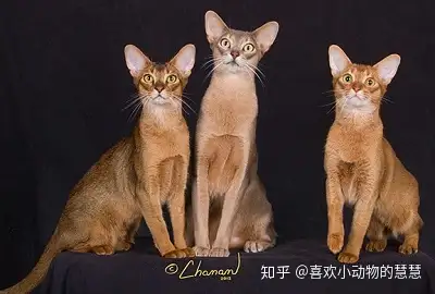 一,阿比西尼亚猫 abyssinian