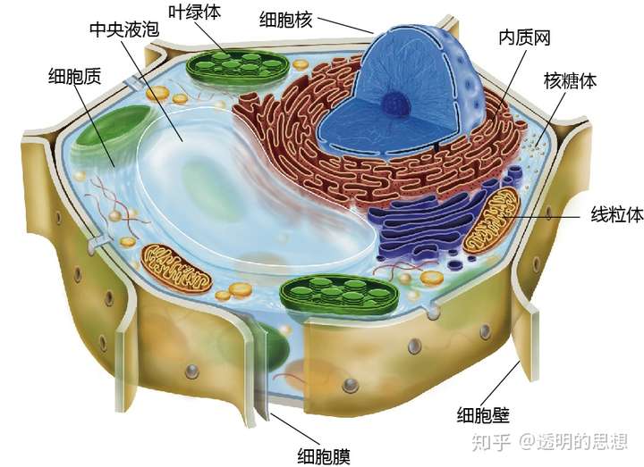 生命的诞生——细胞 