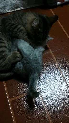 v2-def0cb2a8880efcf556affb379d3059a_720w.jpg?source=1940ef5c