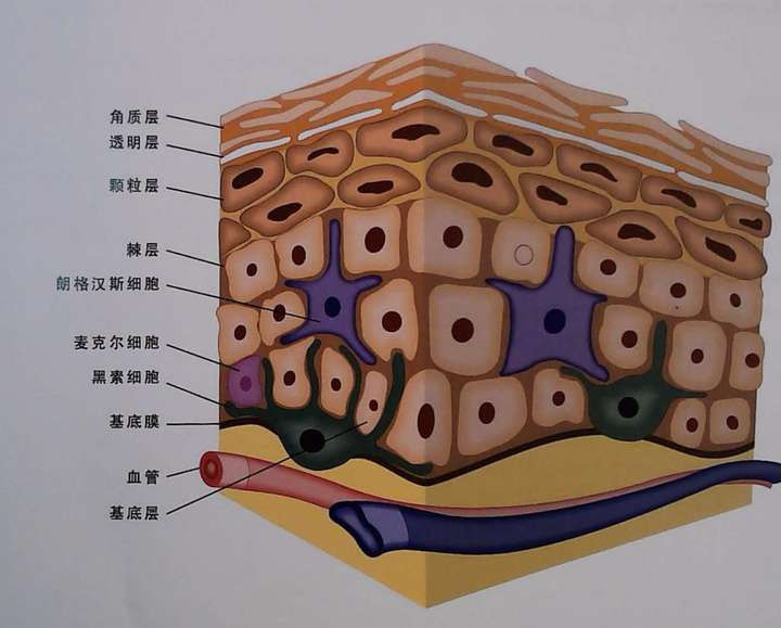 皮膚的組織結構決定了其屏障,保護