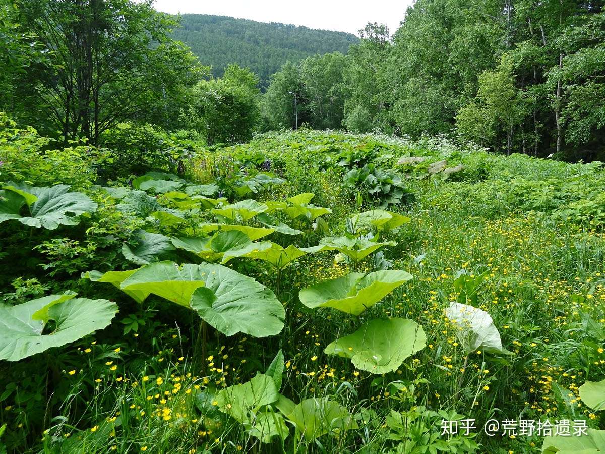 冬花味噌酱中的款冬和中国的款冬tussilago Farfara 不是一回事 知乎