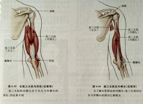 肱三头篇全解析 拿什么强壮你 我的手臂 知乎