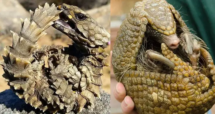 Armadillo lizard Comparison chart/Source: Facebook