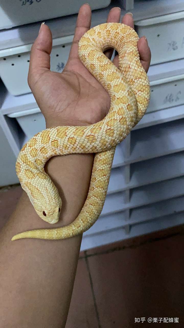 后天接触的吖,不过我在外面遇到蛇还是会怕,自己家养的不怕