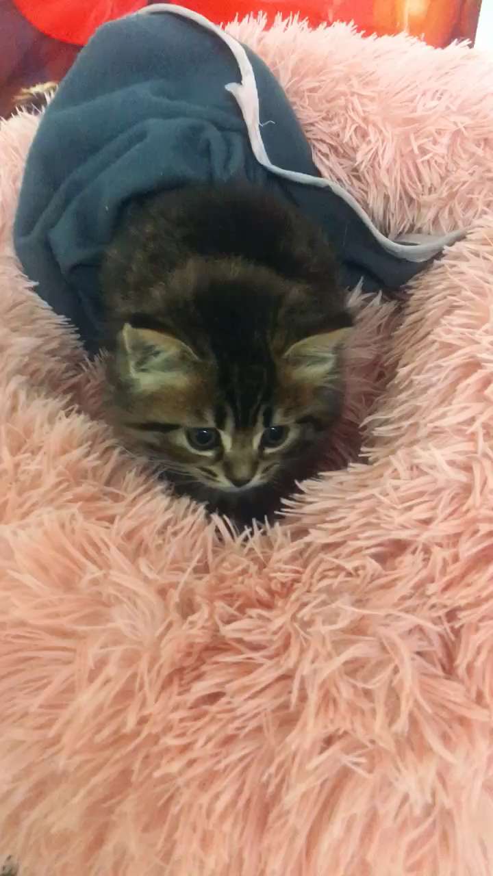 怎么看小猫是长毛还是短毛 v2-dfc5813519fb53f9165ded0fea6a2025_bh.jpg?source=1940ef5c