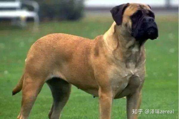 盘点世界十大大型犬排名 你都认识吗 知乎