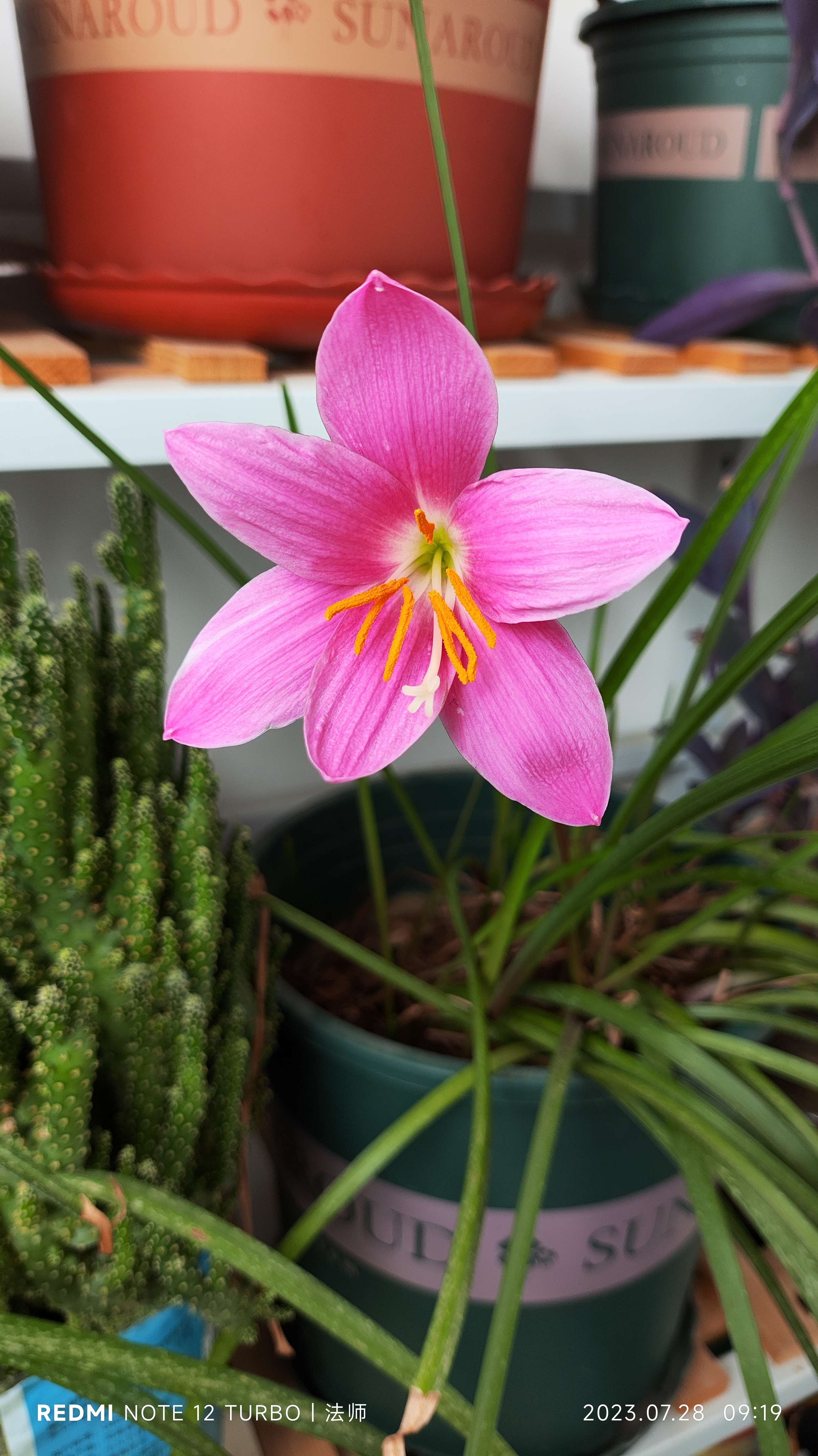 罗辑法师 的想法: 阳台的风雨兰 | 分享我的摄影作品:风雨兰… - 知乎