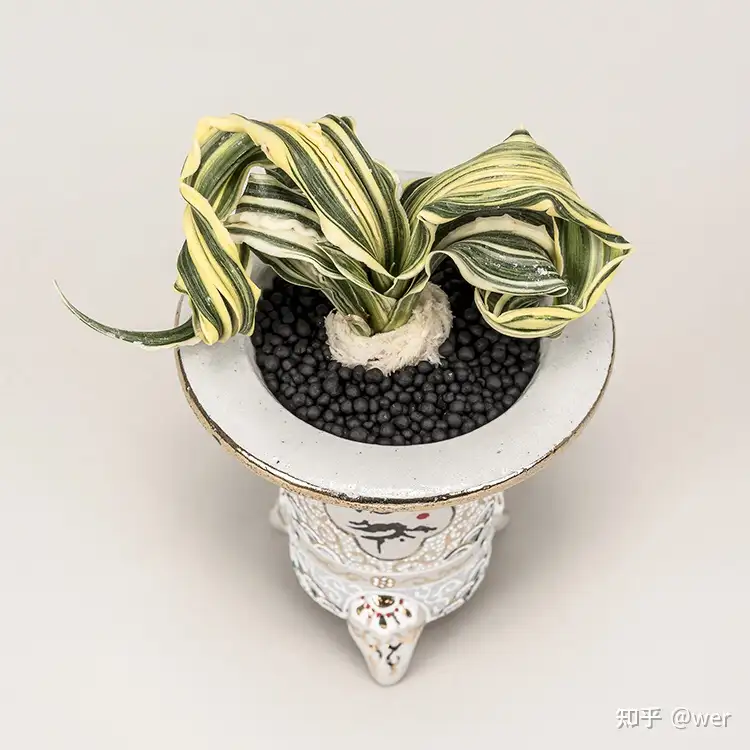 关于日本万年青的养护建议 收集资料电子手册 知乎