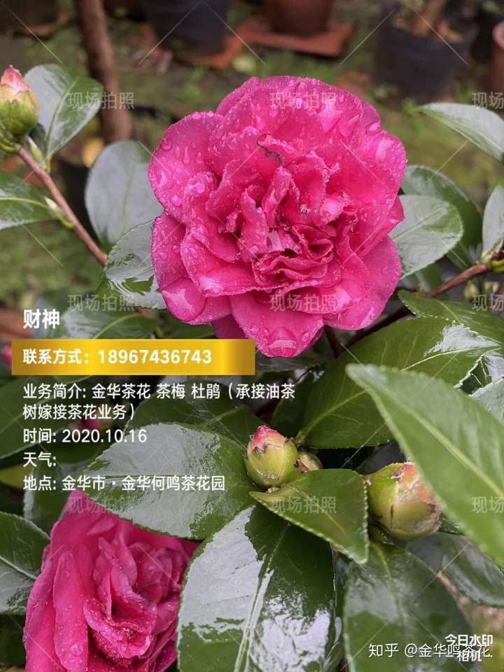 财神茶梅开花了