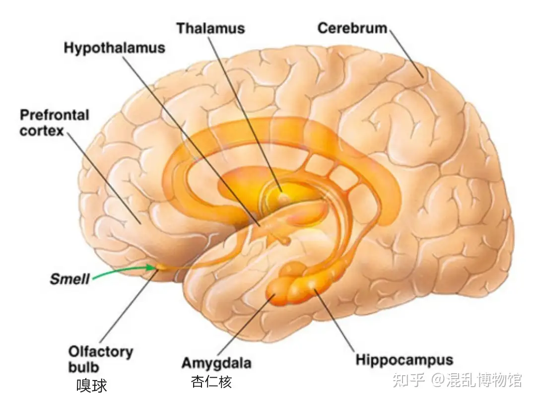 精虫上脑」到底上到哪丨混乱档案室- 知乎
