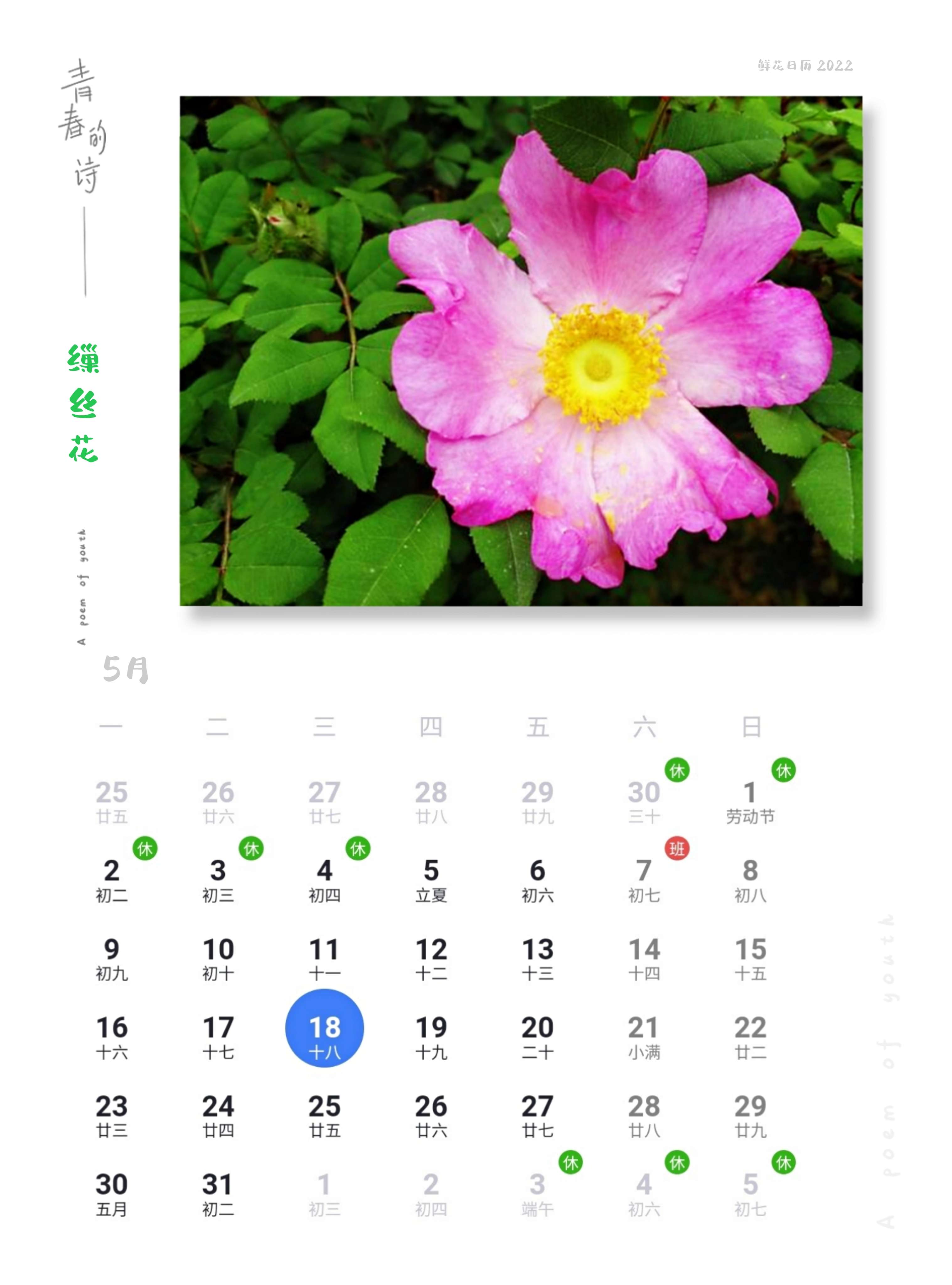 鲜花日历 的想法: 鲜花日历,5月18日缫丝花 