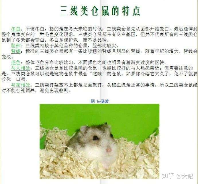 三线仓鼠可以长到多大?